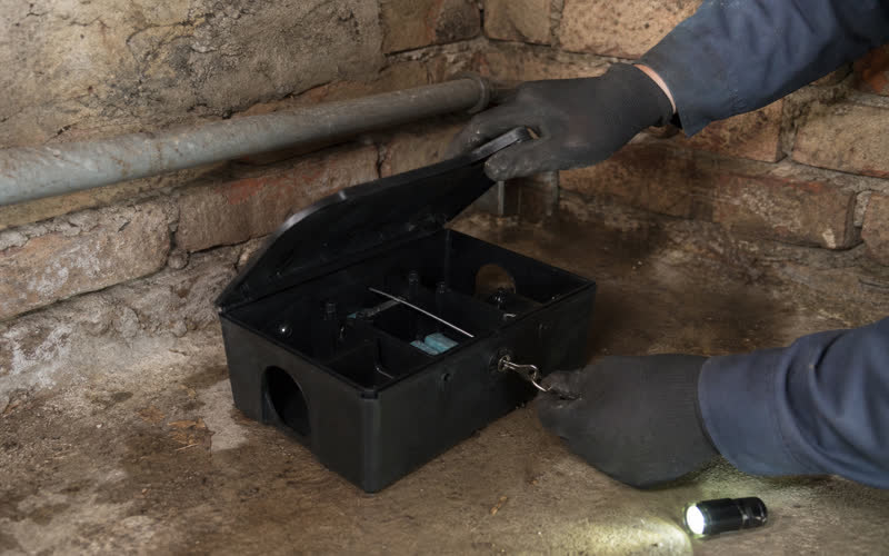 Closed bait station against a cellar wall