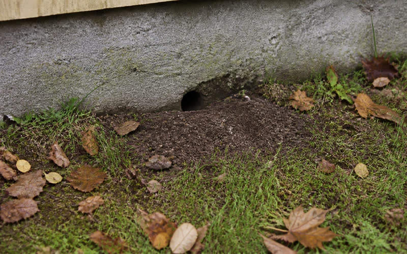Rodent tracks in a building structure